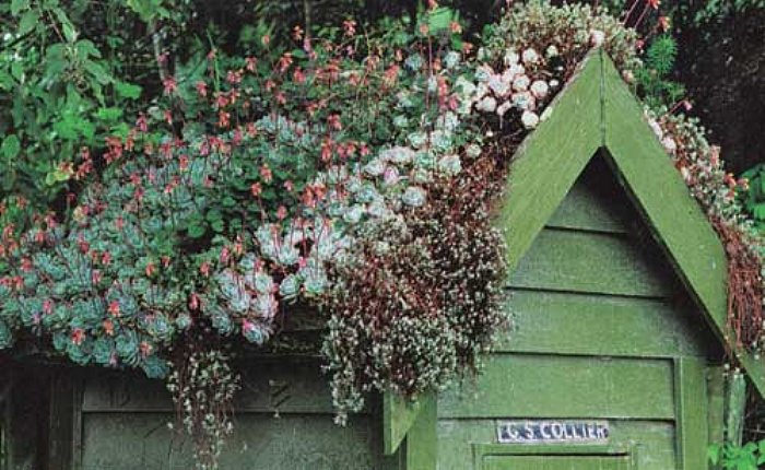 green roofed shed